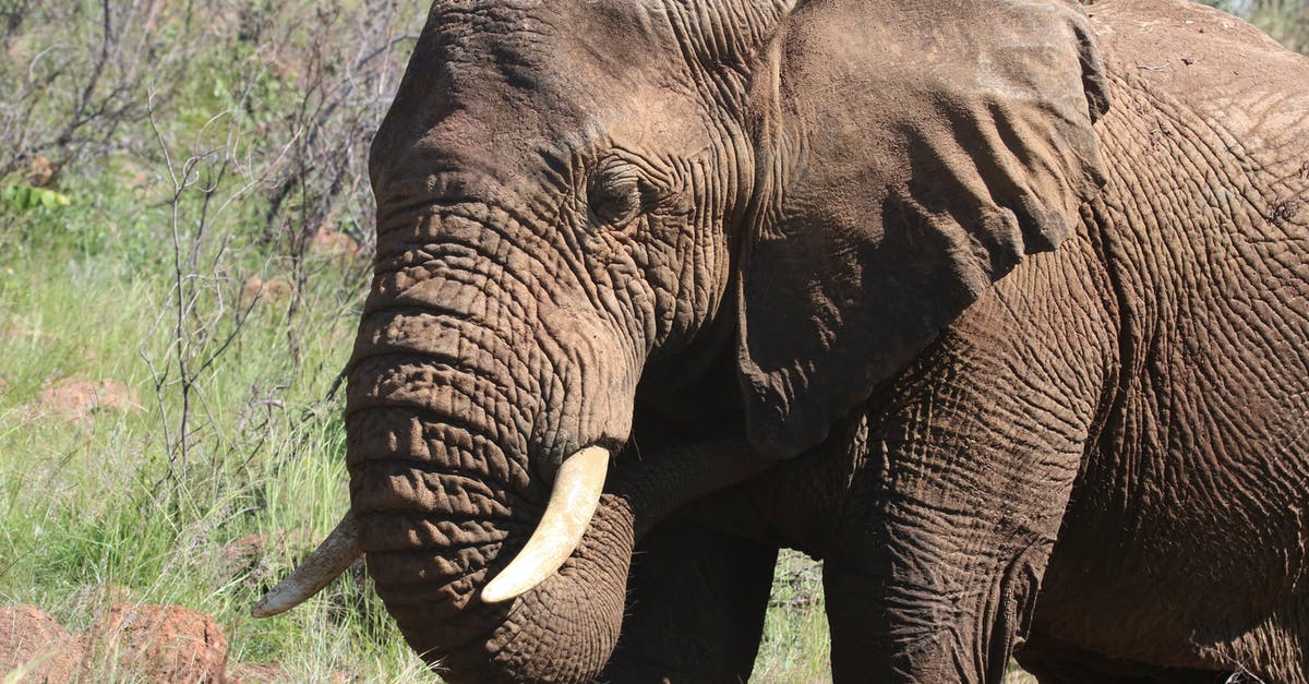 Ivory Coast, Africa: What diseases tend to occur there? - Photography of Brown Elephant Ivory Coast, Africa: What diseases tend to occur there? - Photography of Brown Elephant