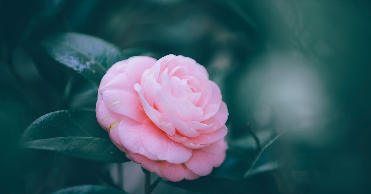 Japanese homestay gifts? - Blooming delicate common camellia in lush green garden Japanese homestay gifts? - Blooming delicate common camellia in lush green garden