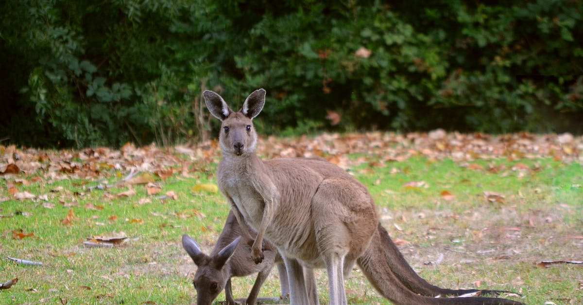 JFK to Adelaide with LAX layover - Brown Kangaroo on Green Grass Field JFK to Adelaide with LAX layover - Brown Kangaroo on Green Grass Field