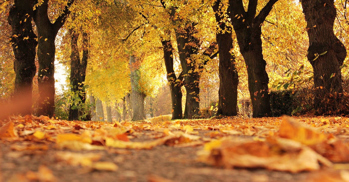 Katowice: Tadeusza Dobrowolskiego: Why the road to nowhere? [closed] - Dirt Road Cover by Dried Leaves