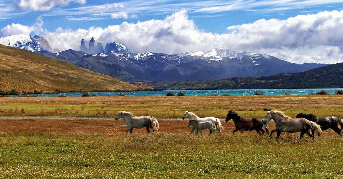 Kayak options in Patagonia - Herd Of Horse Green Grass Field