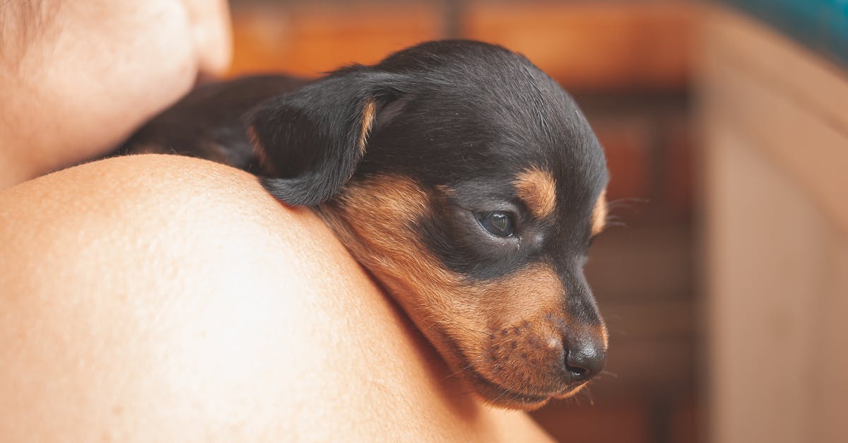 Keeping a small item refrigerated in carry-on on short domestic flights - Crop female with bare shoulders carrying and gently embracing adorable black dachshund puppy