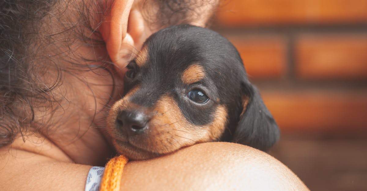 Keeping a small item refrigerated in carry-on on short domestic flights - Adorable black Dachshund puppy lying on female owner shoulder and looking at camera