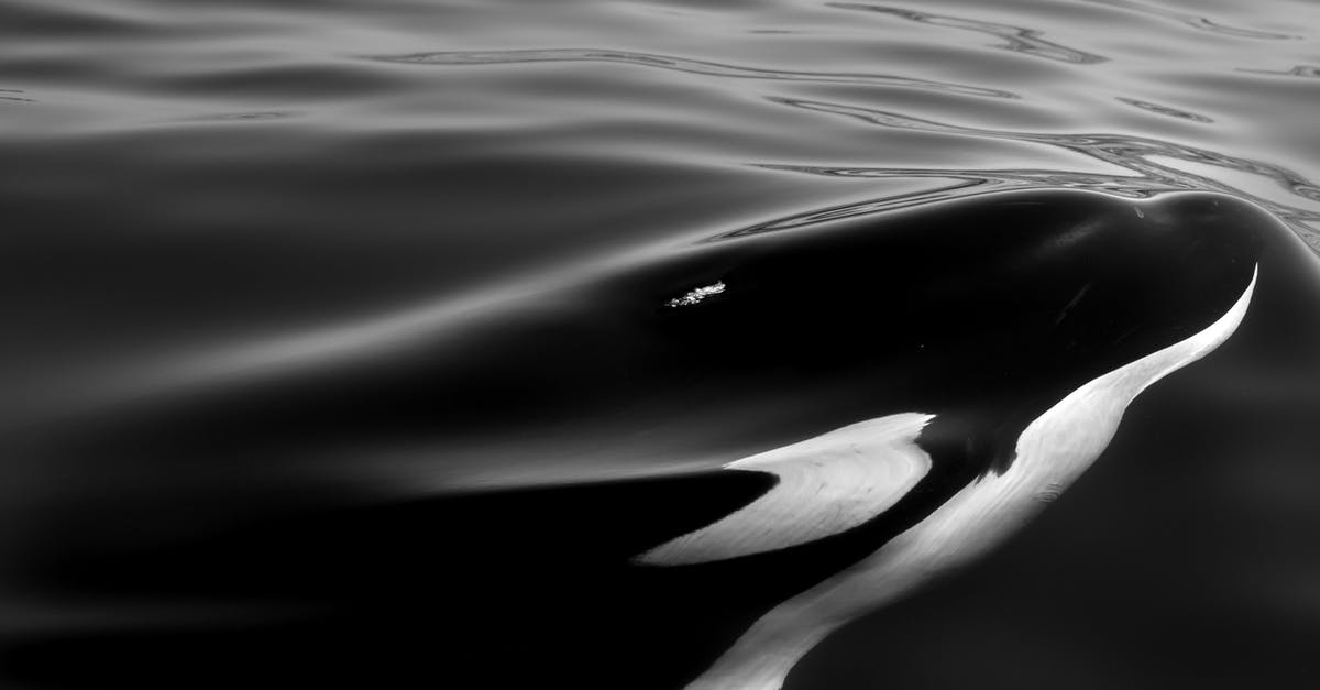 Killer Whale watching around Narvik End of October - Grayscale Photo of Body of Water Killer Whale watching around Narvik End of October - Grayscale Photo of Body of Water