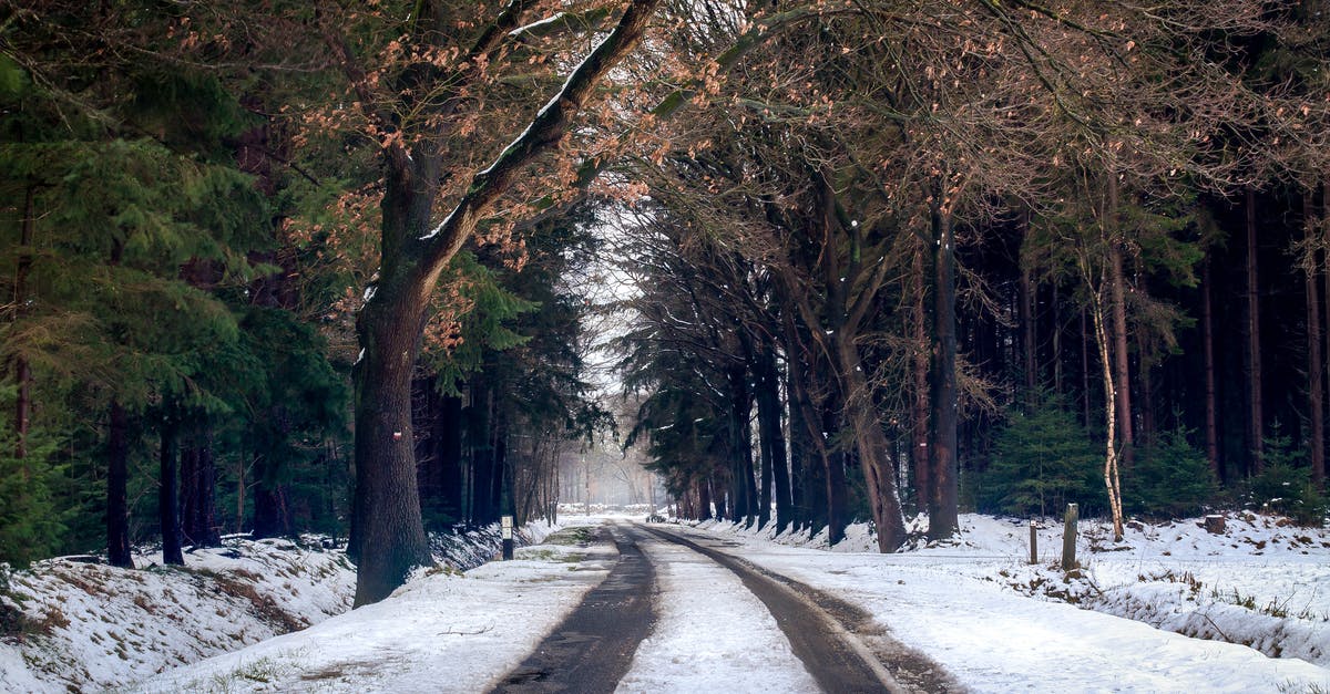 Languages spoken in the Netherlands - Photography of Road during Winter Season Languages spoken in the Netherlands - Photography of Road during Winter Season