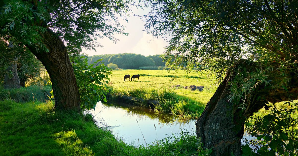 Languages spoken in the Netherlands - Grazing Animals Near Creek and Trees Languages spoken in the Netherlands - Grazing Animals Near Creek and Trees