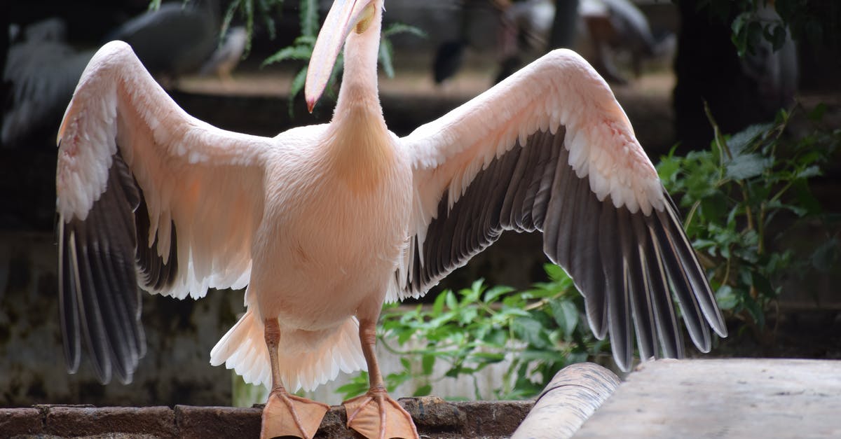 Large cash requirement (2700 USD) for Russian citizens to fly to the US? [duplicate] - About to Fly White Pelican