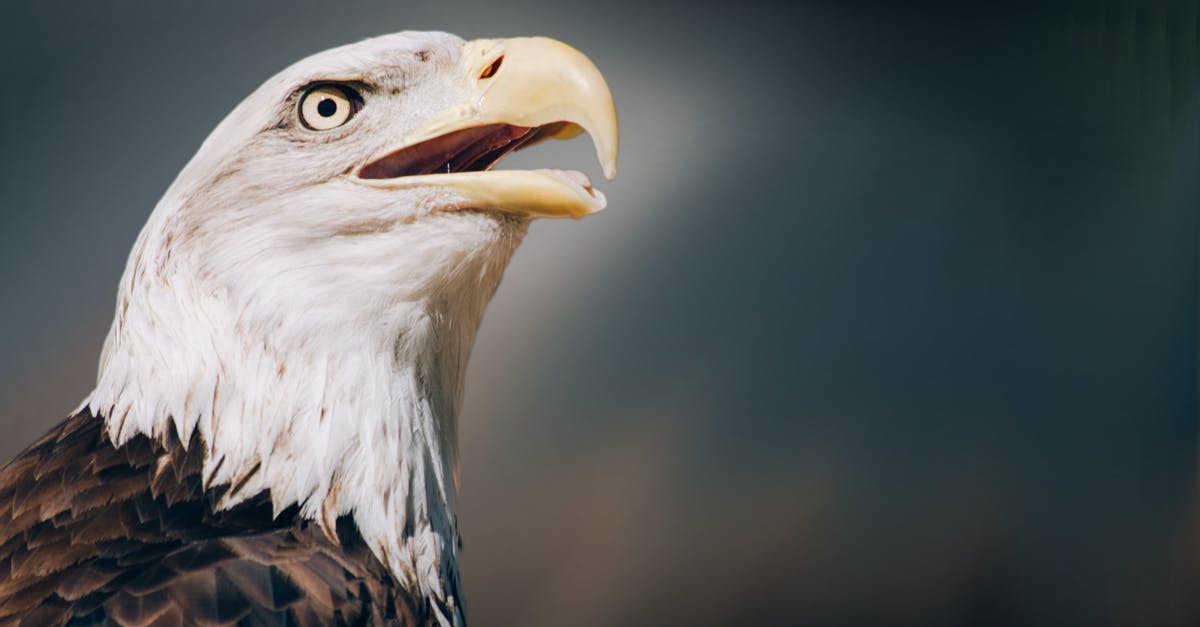 Large cash requirement (2700 USD) for Russian citizens to fly to the US? [duplicate] - Brown and White American Bald Eagle