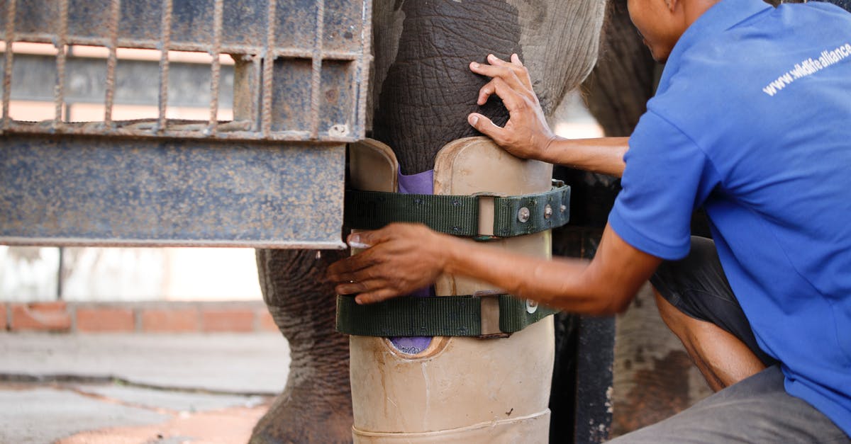 Last leg canceled, airline isn't cooperating - Free stock photo of adult, asian elephant, cambodia Last leg canceled, airline isn't cooperating - Free stock photo of adult, asian elephant, cambodia