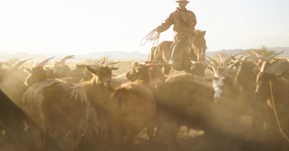 Learning Russian versus Mongolian for visiting Mongolia - Confident Mongolian cattleman in traditional cloth riding horse and chasing herd of goats with rope in prairie under blue sky with dust clouds in back lit Learning Russian versus Mongolian for visiting Mongolia - Confident Mongolian cattleman in traditional cloth riding horse and chasing herd of goats with rope in prairie under blue sky with dust clouds in back lit
