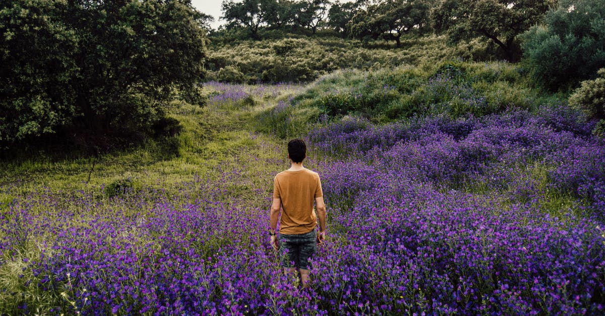 Leaving a country without entering another country and coming back - Person Standing on Bed of Lavender Flowers Leaving a country without entering another country and coming back - Person Standing on Bed of Lavender Flowers