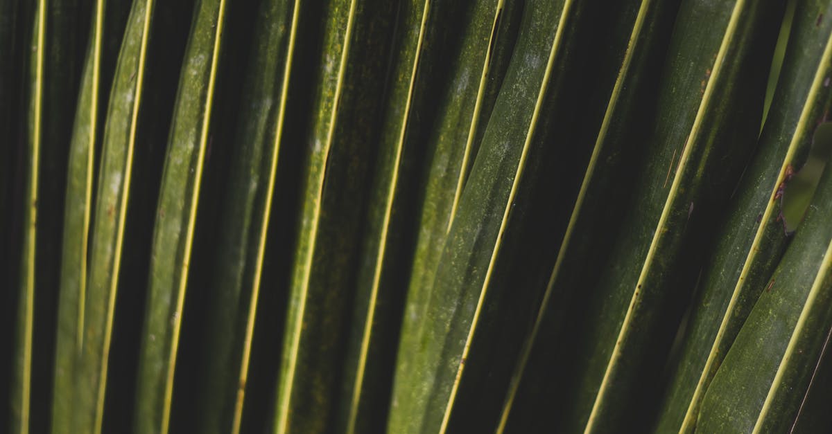Linear measurements - Green Leaves Linear measurements - Green Leaves