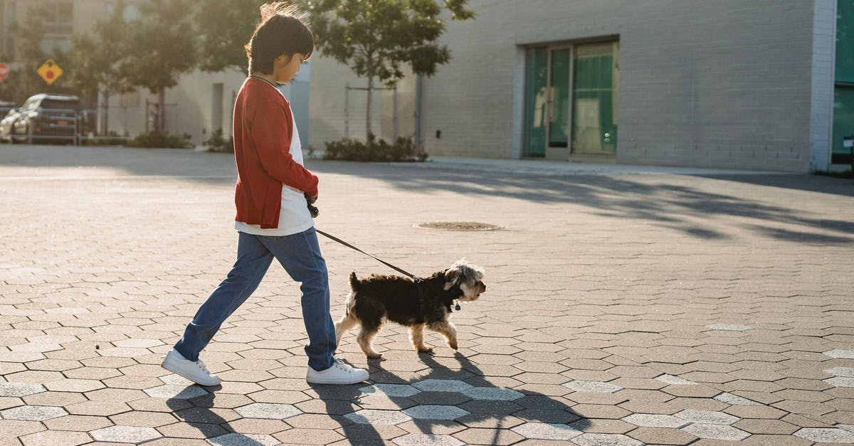 Lisbon: which part of town to stay with small children - Unrecognizable boy walking with purebred dog on urban pavement Lisbon: which part of town to stay with small children - Unrecognizable boy walking with purebred dog on urban pavement