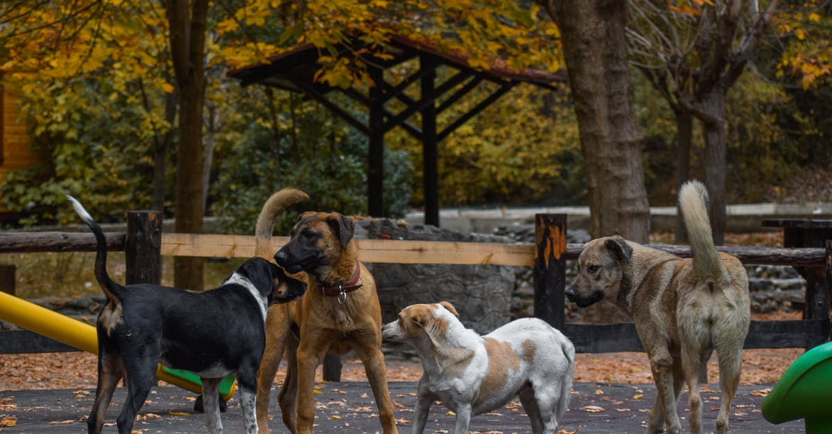 List of countries in the world where a tourist wouldn't come across stray dogs because they have a policy of removing strays off the streets [closed] - Dogs on Gray Concrete Road