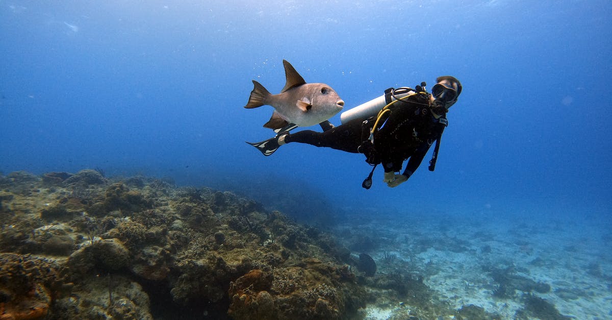 Locating a Notary Public in Cozumel Mexico - Scuba Diver Swimming with Fish Locating a Notary Public in Cozumel Mexico - Scuba Diver Swimming with Fish
