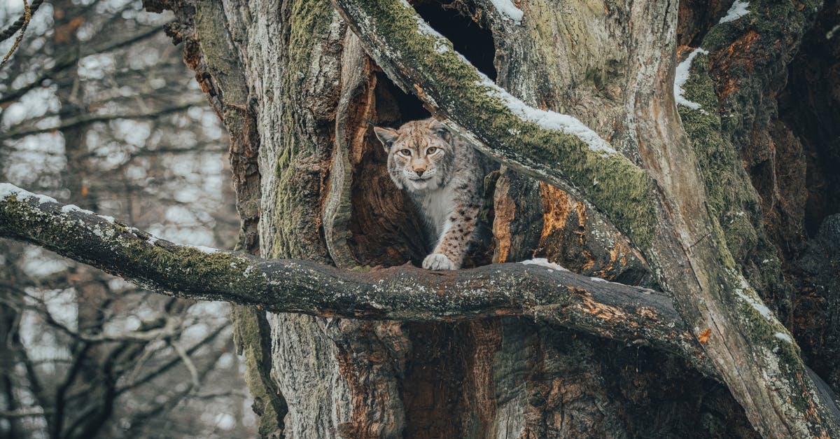 Lonely Planet: pocket version or the big version? - Lynx on branch in forest near hole in tree Lonely Planet: pocket version or the big version? - Lynx on branch in forest near hole in tree