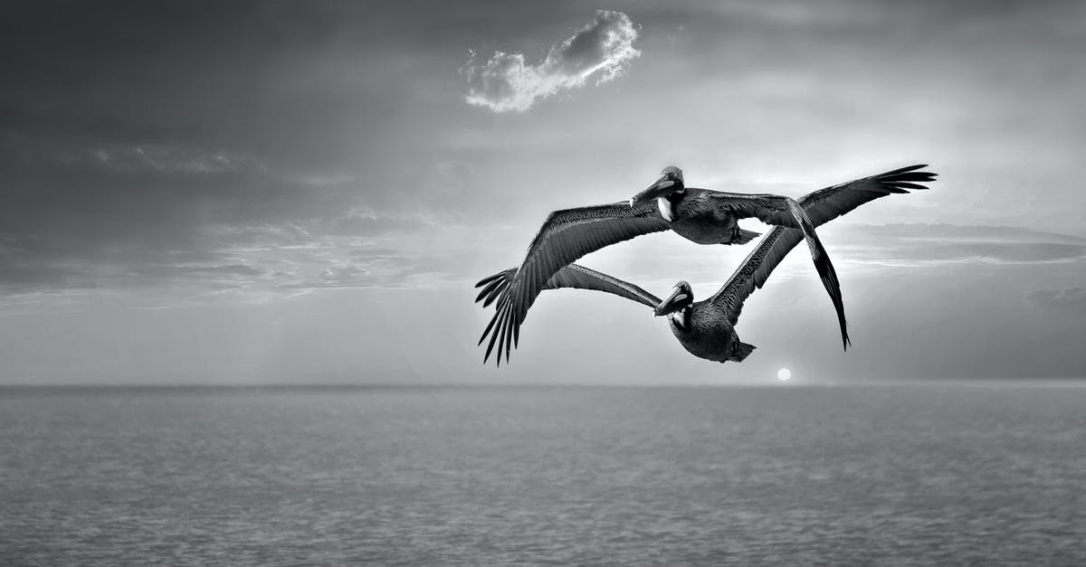 Long-haul flights which are refundable long in advance - Pelicans flying over endless sea under sky at sunset Long-haul flights which are refundable long in advance - Pelicans flying over endless sea under sky at sunset