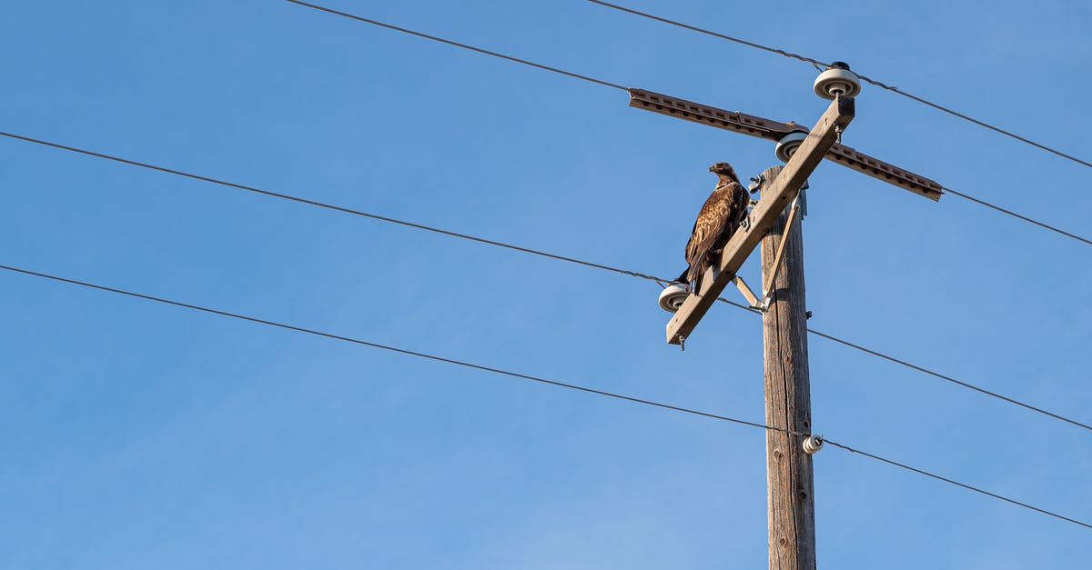 Lounge access when flying from Chongqing to Hong Kong? - Low angle of small adult Jackal buzzard with brown highlighted plumage looking away while relaxing on utility pole between long thin wires under vivid blue sky in sunlight Lounge access when flying from Chongqing to Hong Kong? - Low angle of small adult Jackal buzzard with brown highlighted plumage looking away while relaxing on utility pole between long thin wires under vivid blue sky in sunlight