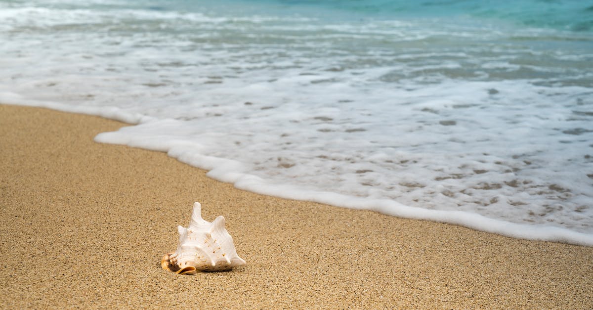 Manchester to Sheffield and back in a single day - Single shell placed on smooth sand and clear blue calm sea with small foamy wave in sunny day