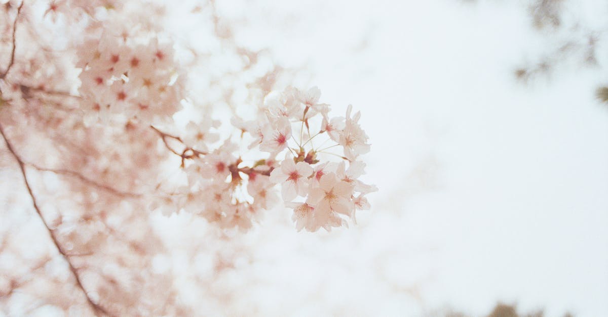 Meet a master swordsmith in Japan - Selective Focus Photography of Cherry Blossoms Meet a master swordsmith in Japan - Selective Focus Photography of Cherry Blossoms