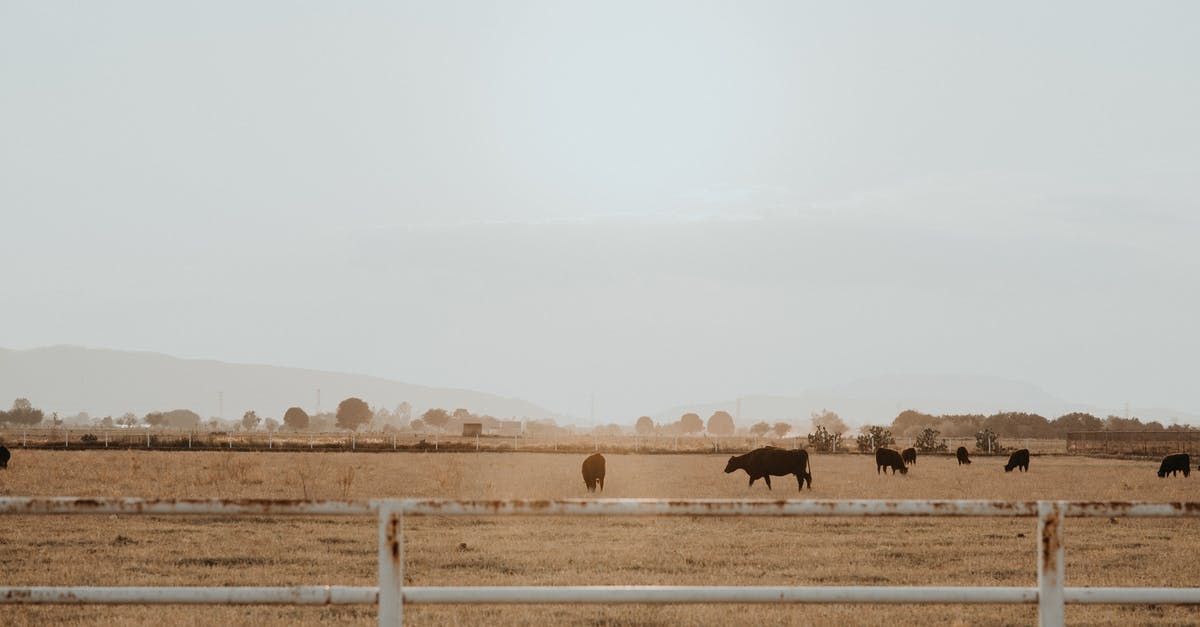 Mexico land crossing - Photo of Cows on Grass Field Mexico land crossing - Photo of Cows on Grass Field