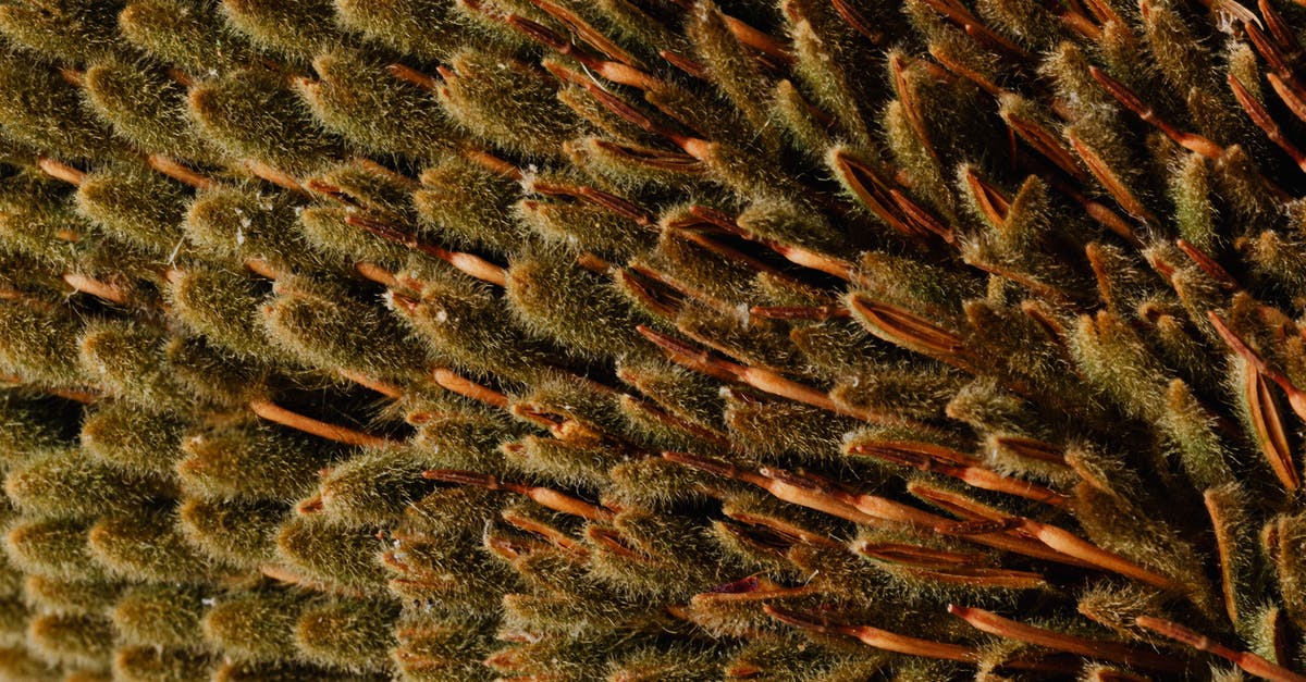 Minor on visitor visa returning to India from Australia with grandparents - Surface of exotic Banksia flower Minor on visitor visa returning to India from Australia with grandparents - Surface of exotic Banksia flower
