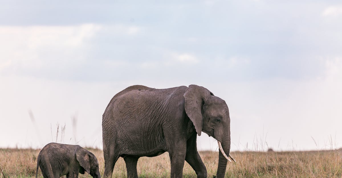 Minors obtaining Visa when parent lives in another country - Elephants strolling on field in nature Minors obtaining Visa when parent lives in another country - Elephants strolling on field in nature