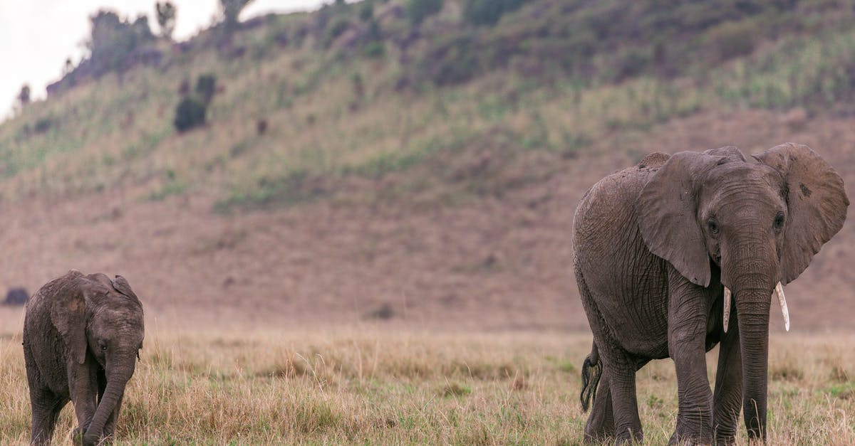 Minors obtaining Visa when parent lives in another country - Mother elephant with elephant calf walking in grass in savanna on field near hill Minors obtaining Visa when parent lives in another country - Mother elephant with elephant calf walking in grass in savanna on field near hill