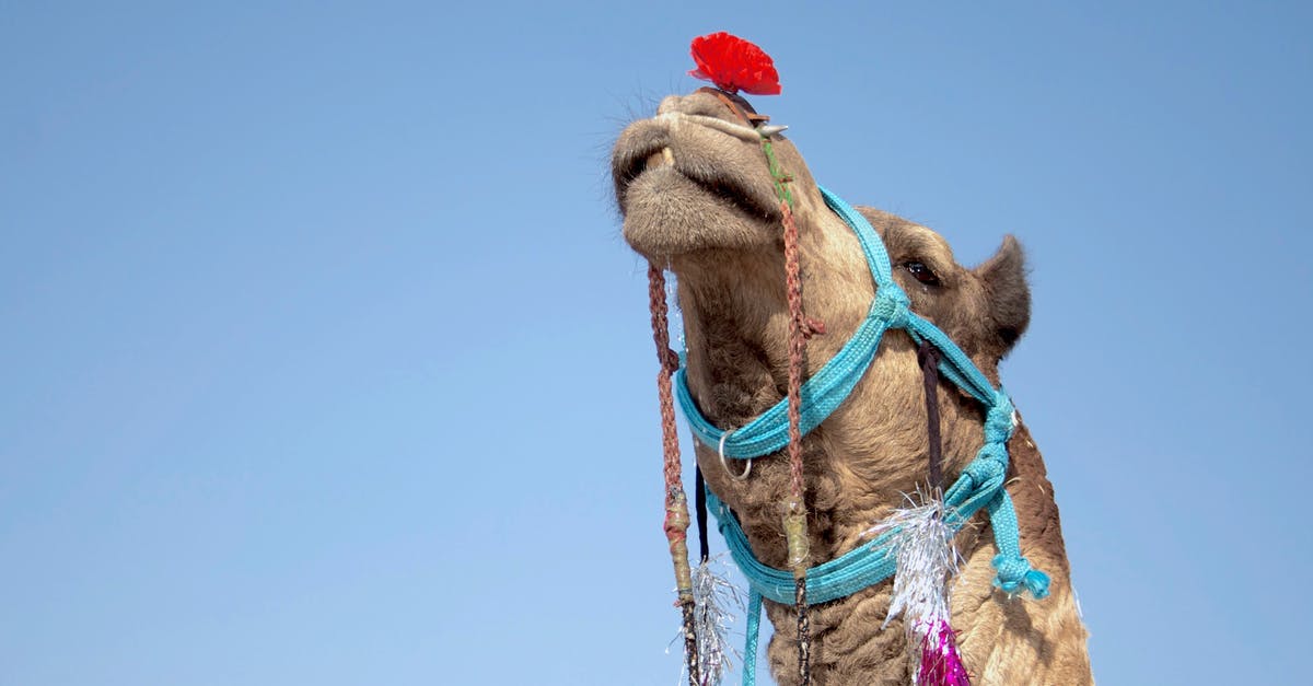 Mistaken name on domestic flight in India - Low-angle Photography of Camel Mistaken name on domestic flight in India - Low-angle Photography of Camel