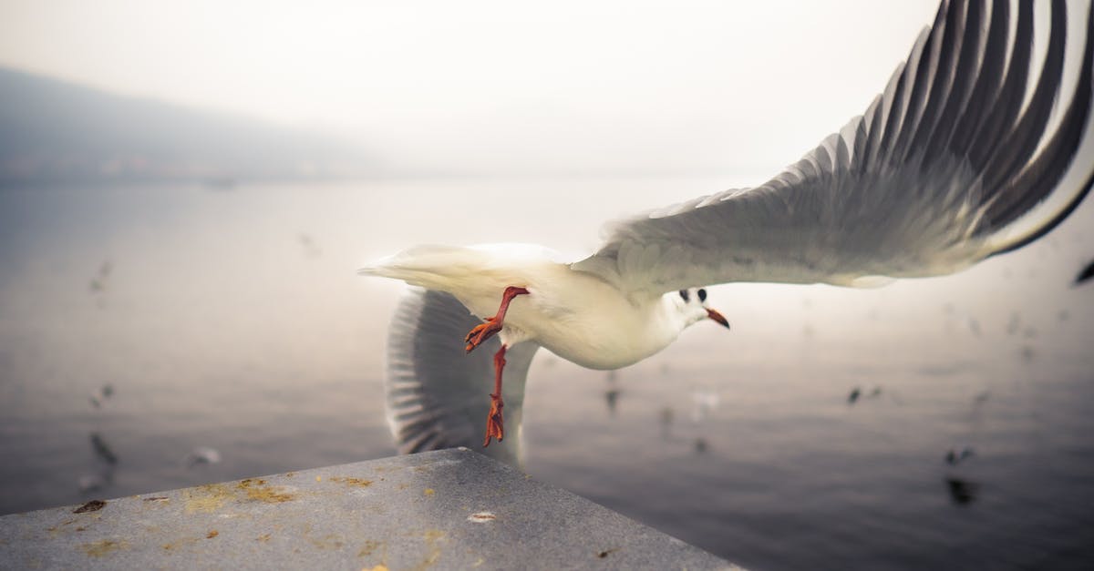 Motion sickness before actual flight, this is hampering my traveling possiblities [duplicate] - White Bird Flying over the Sea