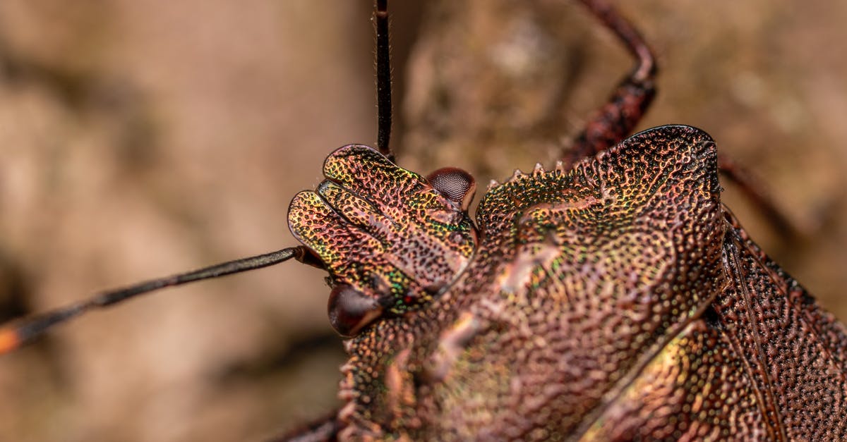 Moved from room after bad insect bite, but what about the next guy? [closed] - From above of red legged shieldbug with antennae crawling on ground in forest