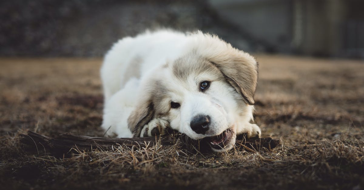 My dog chewed my money - Shallow Focus Photo of Long-coated White and Gray Puppy My dog chewed my money - Shallow Focus Photo of Long-coated White and Gray Puppy