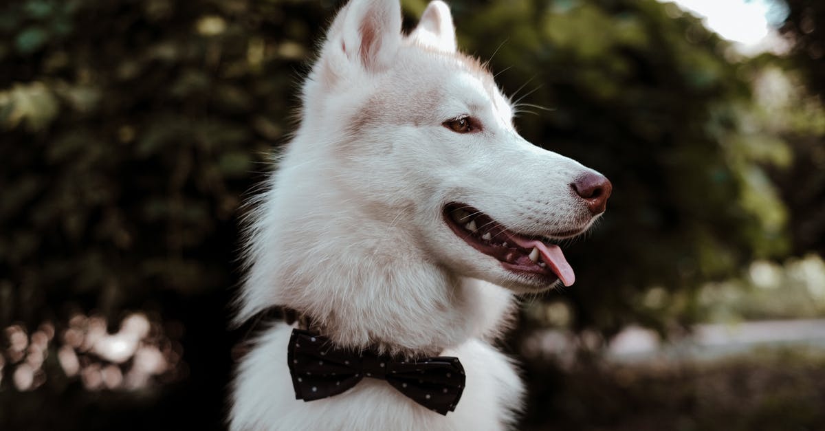 My dog chewed my money - White and Black Siberian Husky With Black Bowtie My dog chewed my money - White and Black Siberian Husky With Black Bowtie