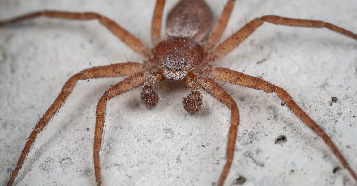 My long-term visit single entry for Dubai is expiring on 8 September 2017. Won't it be a problem when I land on the last day? - Tegenaria spider on sandy ground