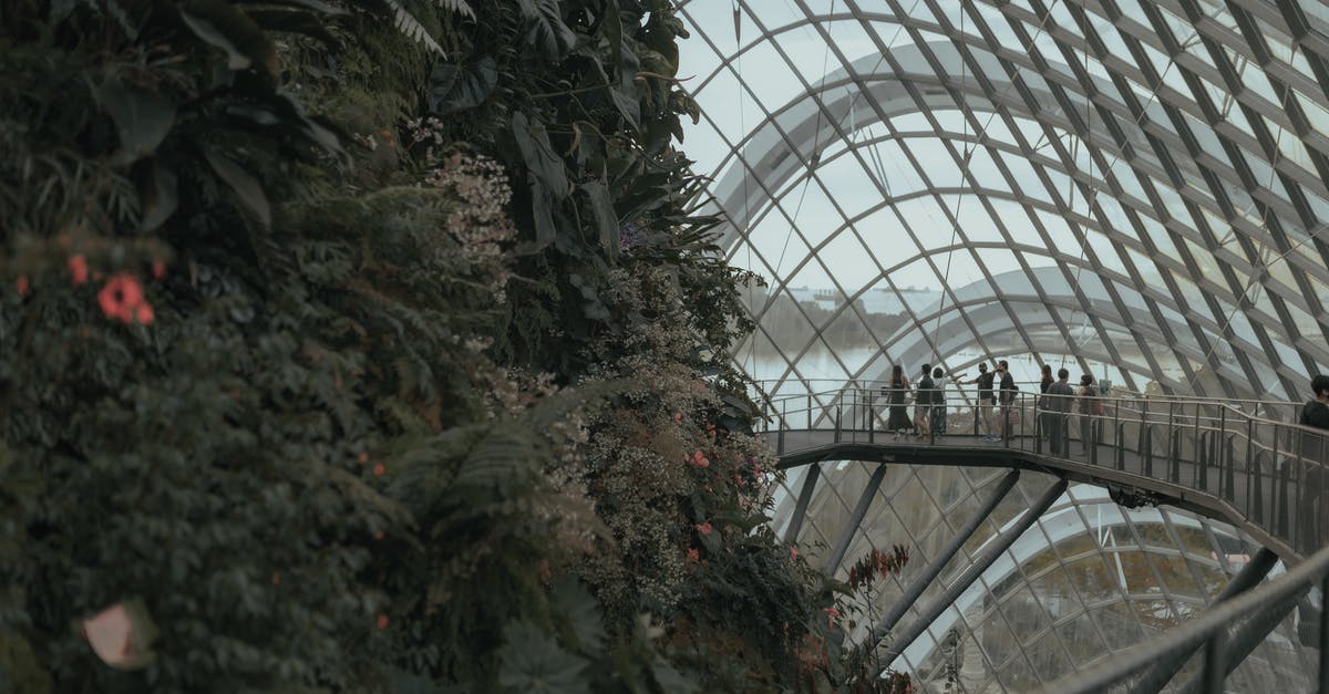 My Marriage visitor visa is rejected. Is it wise to apply again but for the tourist visitor visa instead? - Green wall with plants with foliage growing in greenhouse with glass roof near bridge with anonymous tourists in daylight