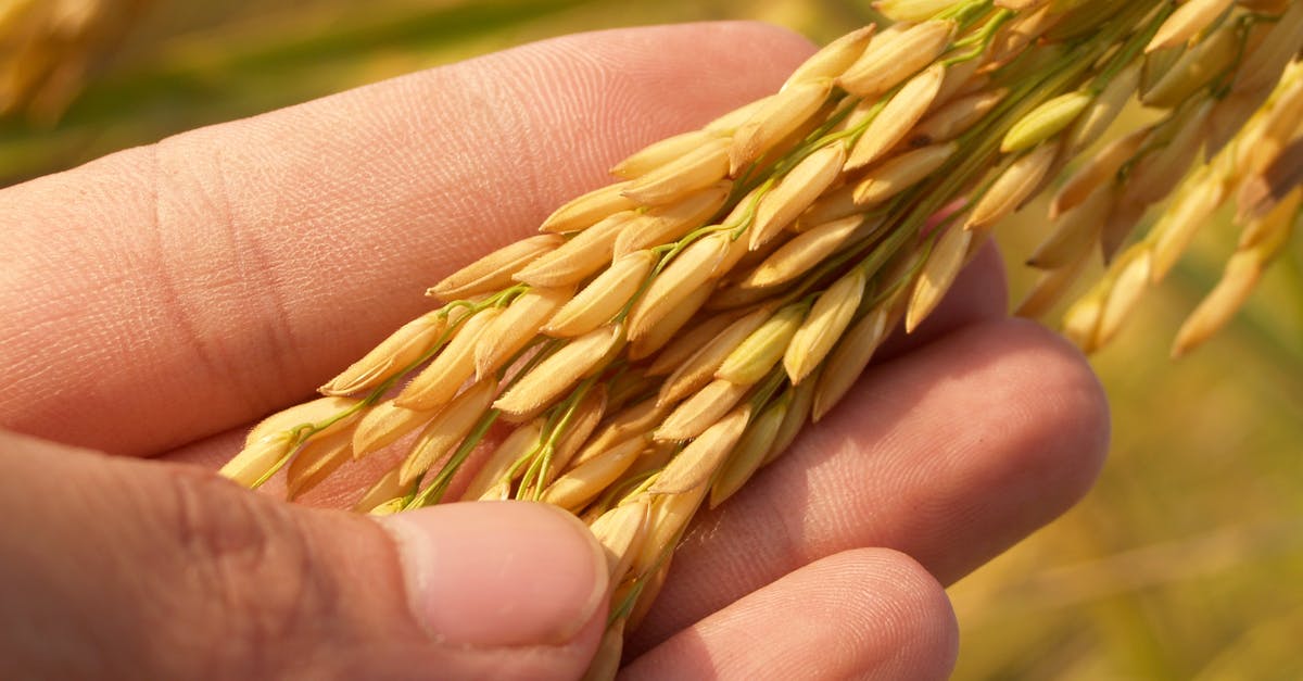 NAIA to PNR Nichols? - Rice Grain NAIA to PNR Nichols? - Rice Grain