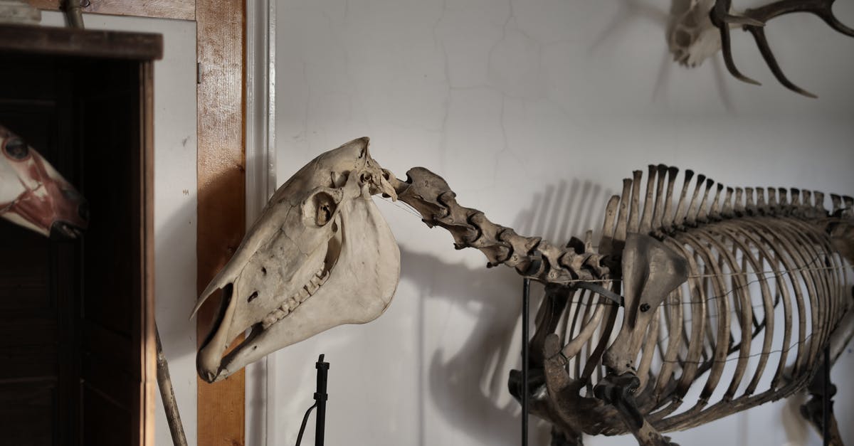 Name of British Museum Exhibit on objects of civil disobedience? - Skeleton of horse in museum Name of British Museum Exhibit on objects of civil disobedience? - Skeleton of horse in museum