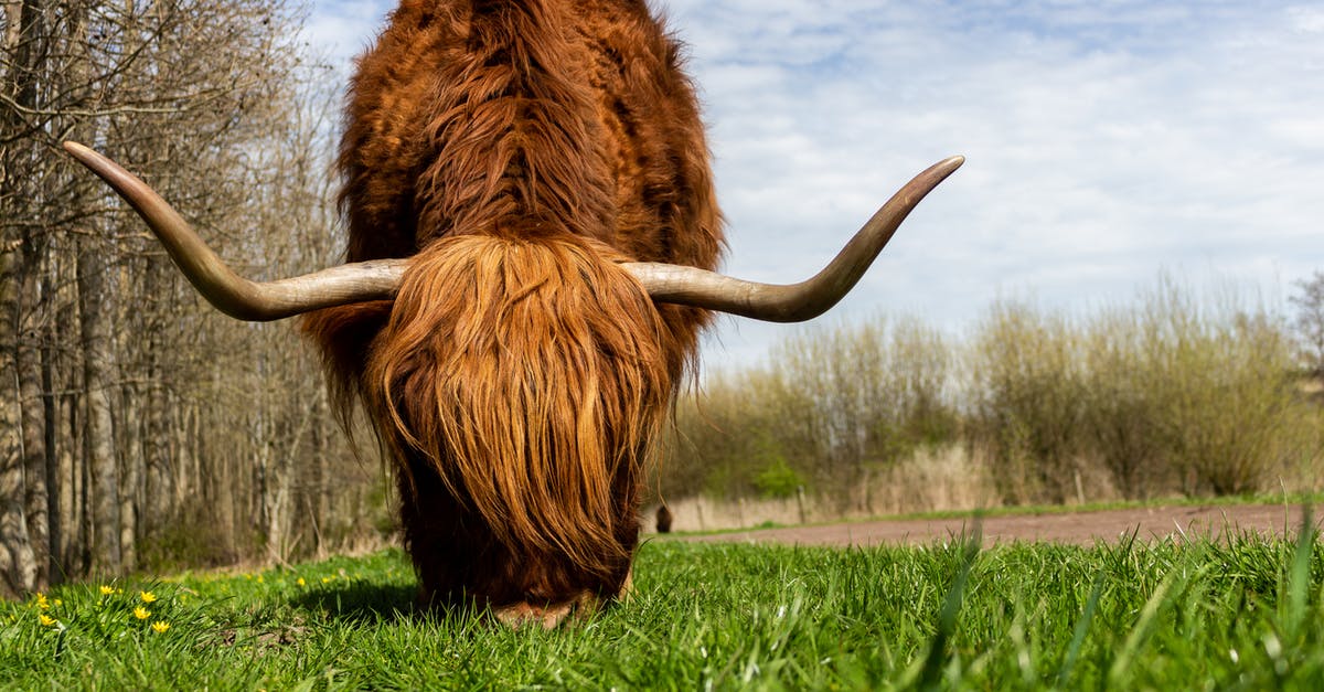 Netherlands checklist, document proving caregiver in your original country - Shallow Focus Photography of Brown Highland Cow Netherlands checklist, document proving caregiver in your original country - Shallow Focus Photography of Brown Highland Cow