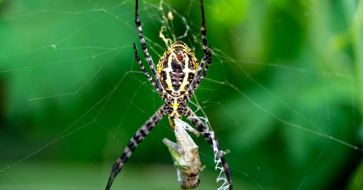 Non-commercial long 7 day retreats in Japan? - Banded garden spider or Argiope trifasciata on web on green background and wrapping prey in cocoon from cobweb in summer day Non-commercial long 7 day retreats in Japan? - Banded garden spider or Argiope trifasciata on web on green background and wrapping prey in cocoon from cobweb in summer day