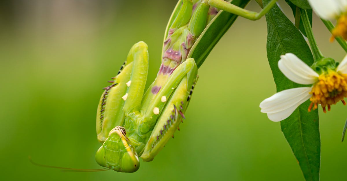 Non-commercial long 7 day retreats in Japan? - Big European mantis hanging on plant with long leaves and white flowers in summer day in nature on green background Non-commercial long 7 day retreats in Japan? - Big European mantis hanging on plant with long leaves and white flowers in summer day in nature on green background