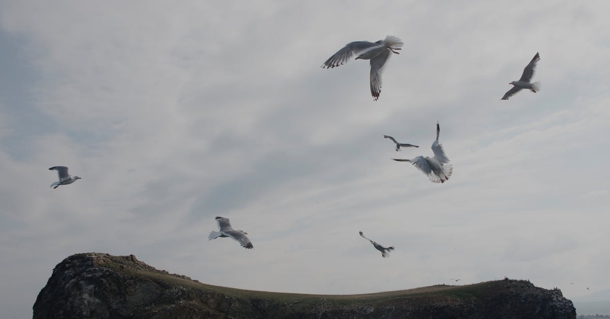 Not Authorized ESTA, flying tomorrow - White Birds Flying over the Brown and Green Mountain Not Authorized ESTA, flying tomorrow - White Birds Flying over the Brown and Green Mountain
