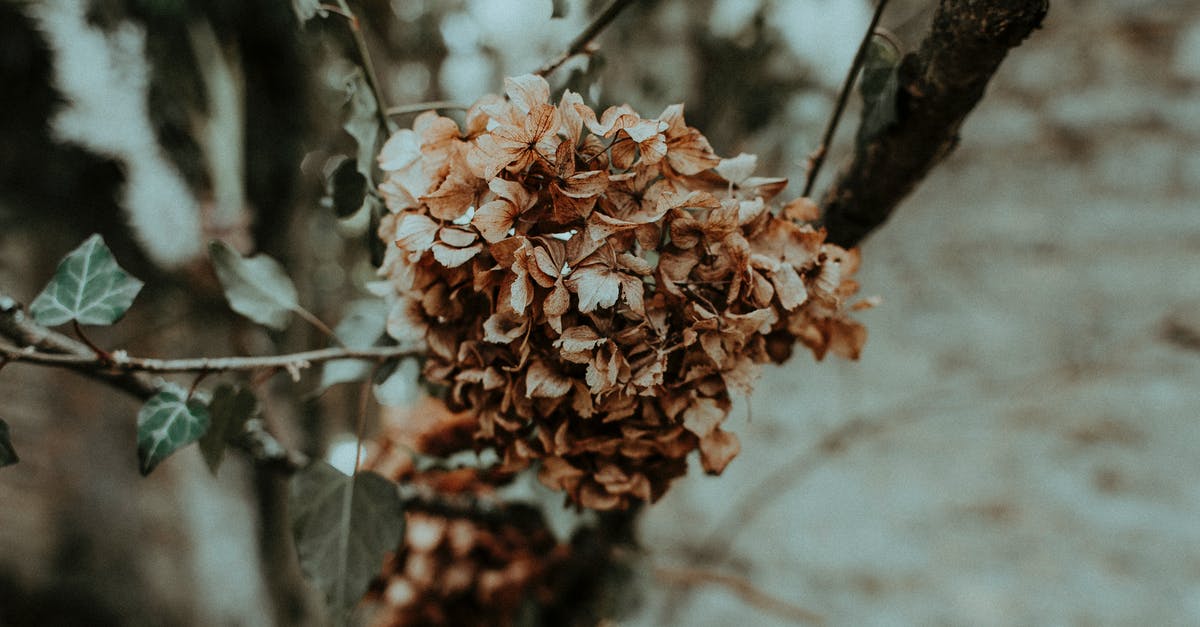Ok to bring in small, cut and dried flowers and leaves, and small stones, into the USA? - Branch with dried flower petals Ok to bring in small, cut and dried flowers and leaves, and small stones, into the USA? - Branch with dried flower petals