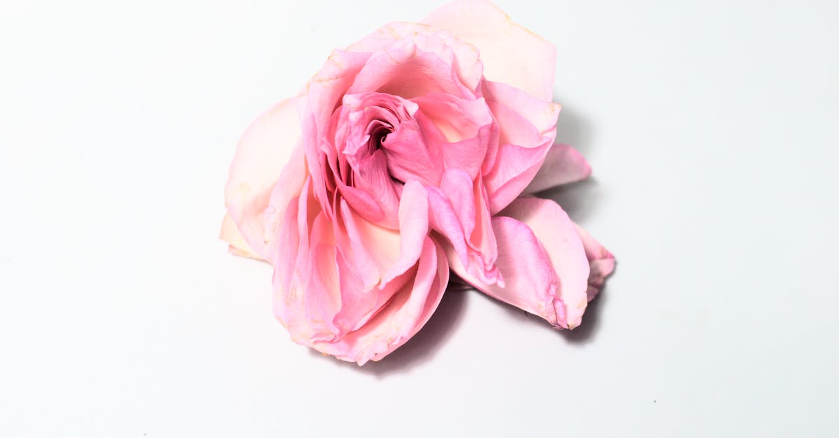 Ok to bring in small, cut and dried flowers and leaves, and small stones, into the USA? - Withered rose on white surface Ok to bring in small, cut and dried flowers and leaves, and small stones, into the USA? - Withered rose on white surface