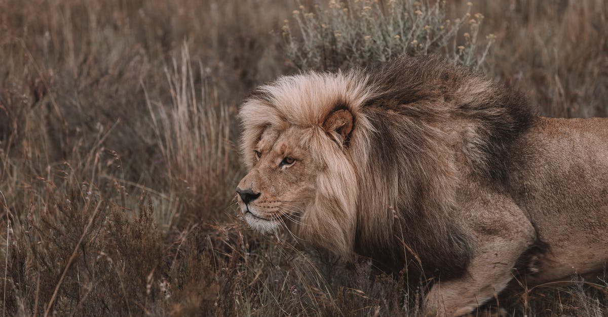 On Algonquin Park's Walking Trails, how likely are you to encounter and be threatened by dangerous animals? - A Lion Walking on a Grassy Field