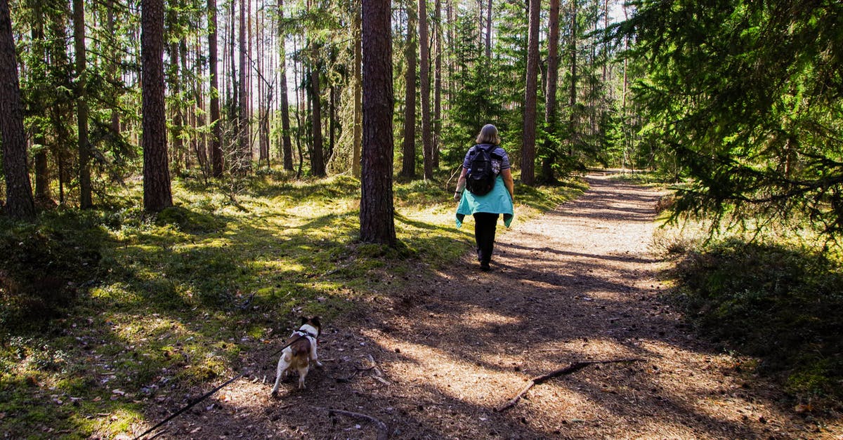 On Algonquin Park's Walking Trails, how likely are you to encounter and be threatened by dangerous animals? - Woman Wearing Black Backpack Walking On Pathway In The Woods With Her Dog