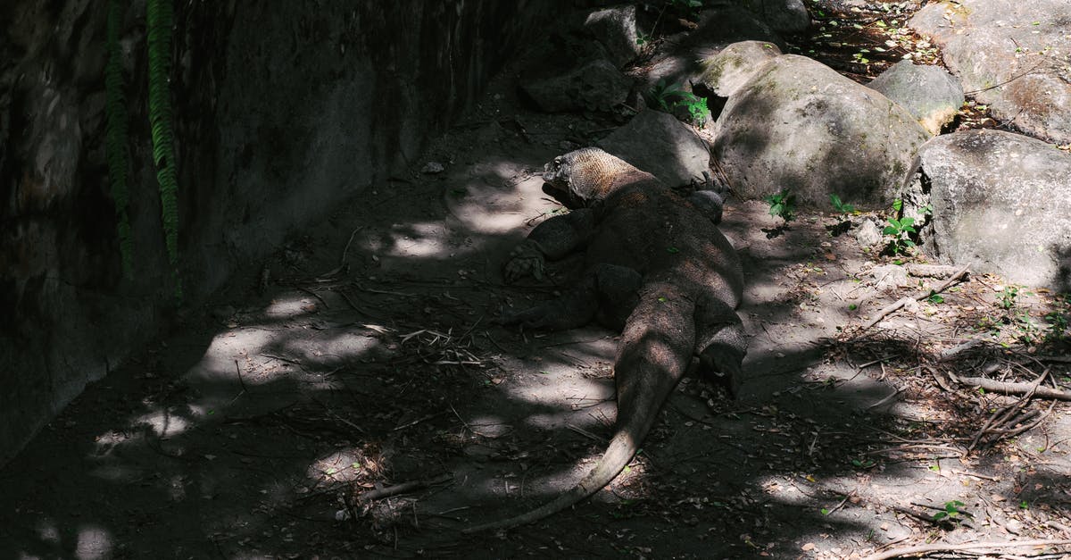 On Algonquin Park's Walking Trails, how likely are you to encounter and be threatened by dangerous animals? - A Big Komodo Dragon Walking on Ground Near Pond