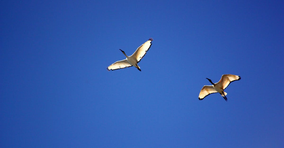 On what tickets or flights are Flying Blue XP earned? - Sea Gull Flying Under Blue Sky during Daytime On what tickets or flights are Flying Blue XP earned? - Sea Gull Flying Under Blue Sky during Daytime