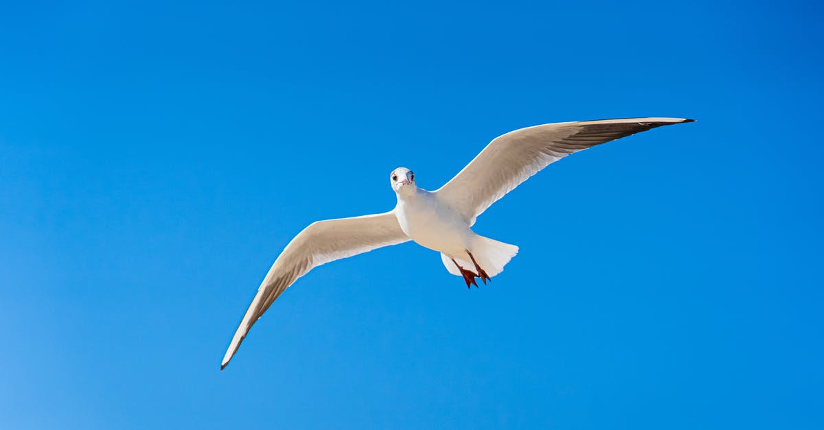 On what tickets or flights are Flying Blue XP earned? - White Gull Flying Under Blue Sky On what tickets or flights are Flying Blue XP earned? - White Gull Flying Under Blue Sky