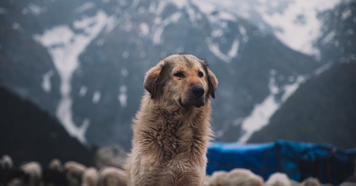 On-site photography workshop in Nepal or India - Close-Up Photo Of Dog On-site photography workshop in Nepal or India - Close-Up Photo Of Dog