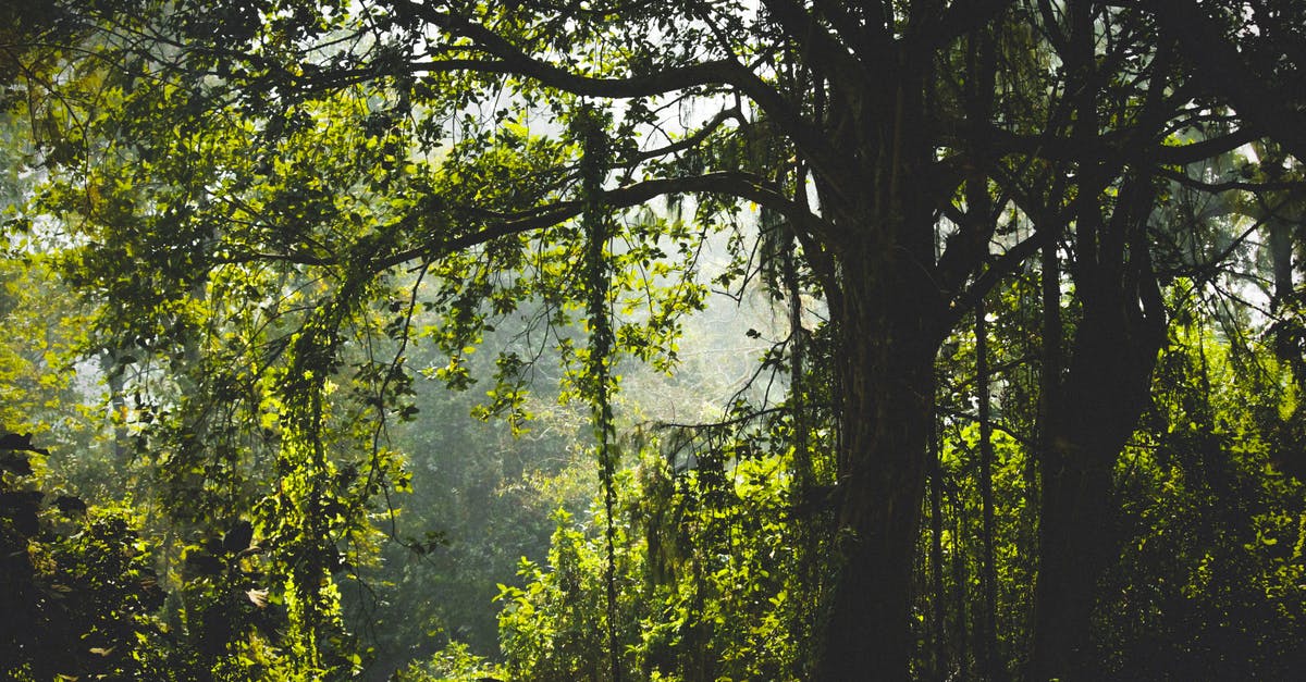 Overstay In India - Green Leafed Tree Overstay In India - Green Leafed Tree